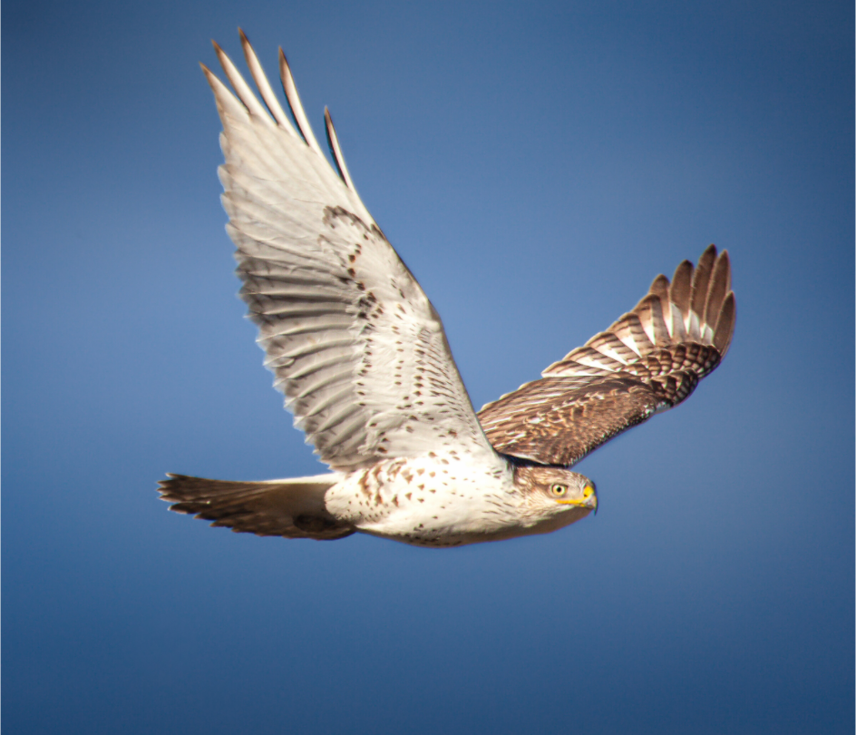 Main image Ferruginous Hawk in Flight South Valley Regional Airport Utah