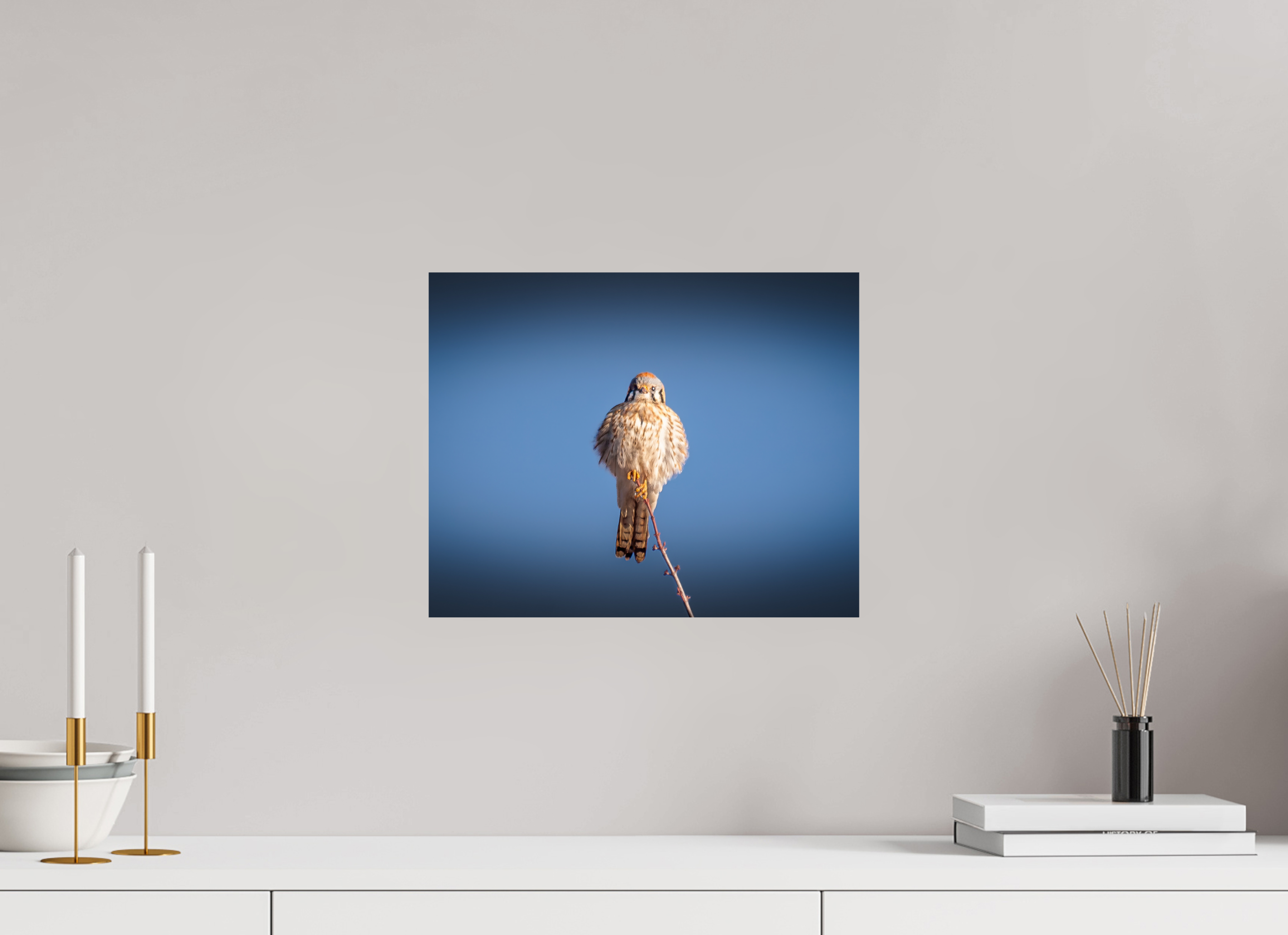15 x 12″, Photo Print On Fuji Crystal DP II Fluffed Female American Kestrel Perched SLC