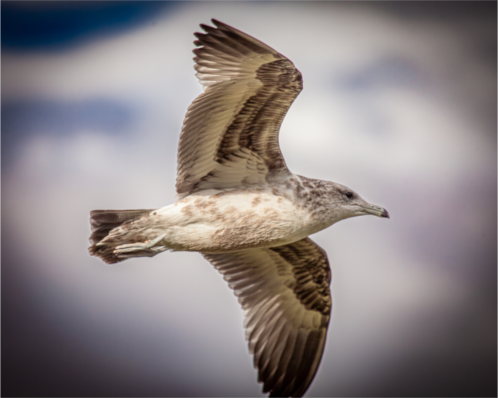 Main image Juvenile California Gull in Flight Salt Lake City