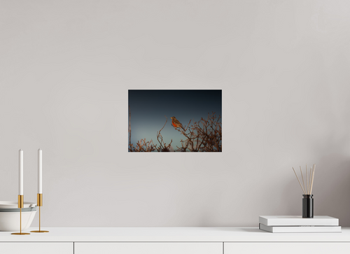 12 x 8″, Photo Print On Fuji Crystal DP II American Robin Perched on Bare Branches Salt Lake City Utah