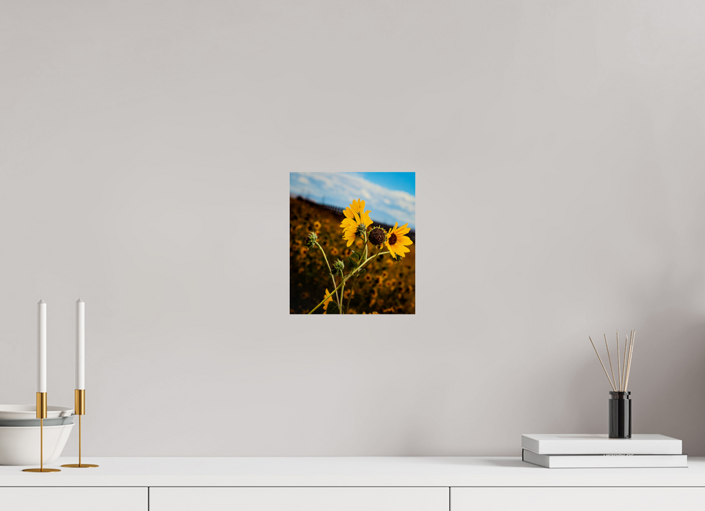 8 x 9.1″, Photo Print On Fuji Crystal DP II A Bunch of Wild Sunflowers