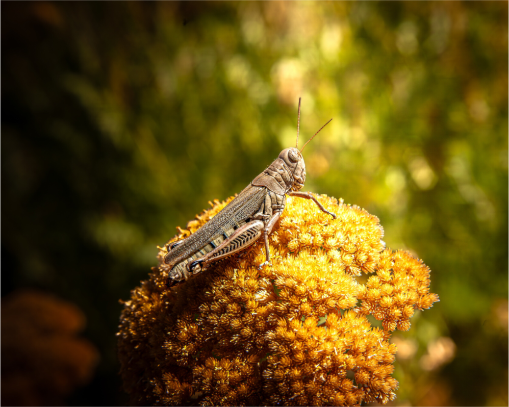 Main image Differential Grasshopper on Golden Wildflower Salt Lake City