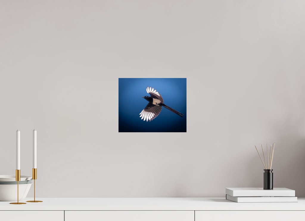 10 x 8″, Photo Print On Fuji Crystal DP II Black-billed Magpie in Flight Salt Lake City