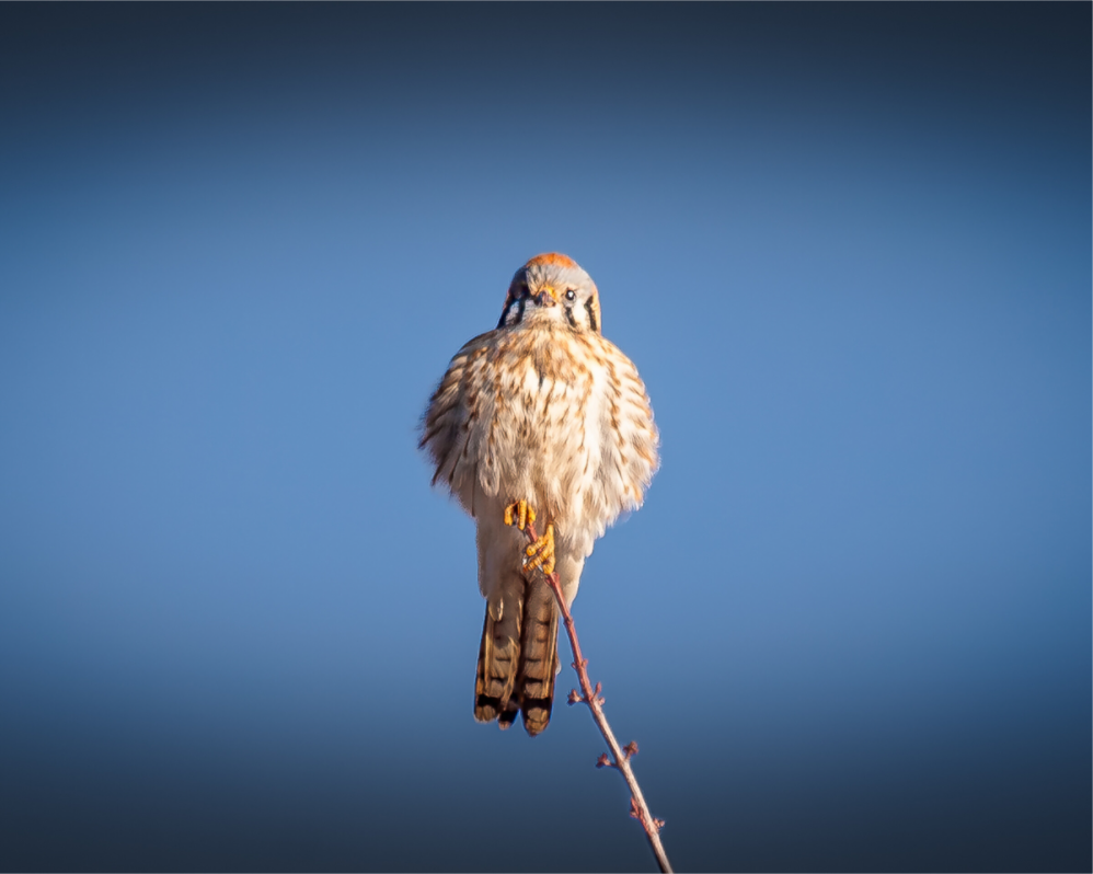 Main image Fluffed Female American Kestrel Perched SLC