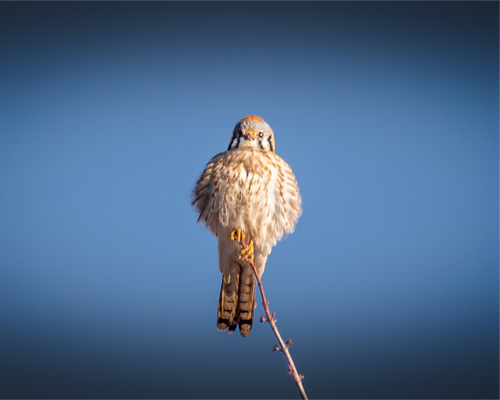 Main image Fluffed Female American Kestrel Perched SLC