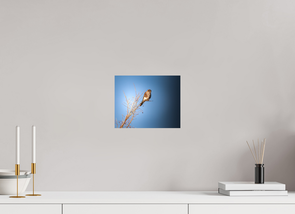 10 x 8″, Photo Print On Fuji Crystal DP II Female American Kestrel Perched in Salt Lake City