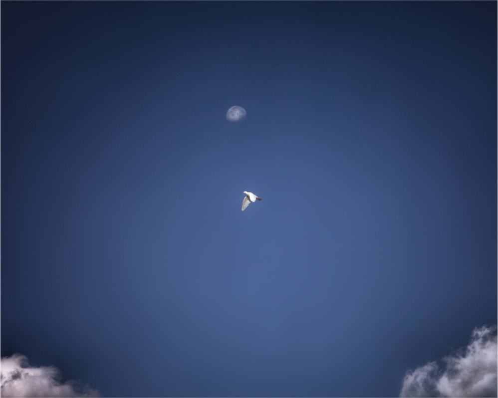 Main image White Bird in Flight with Daytime Moon Salt Lake City