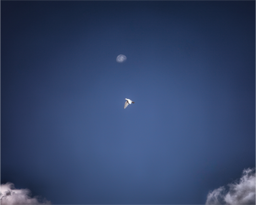 Main image White Bird in Flight with Daytime Moon Salt Lake City