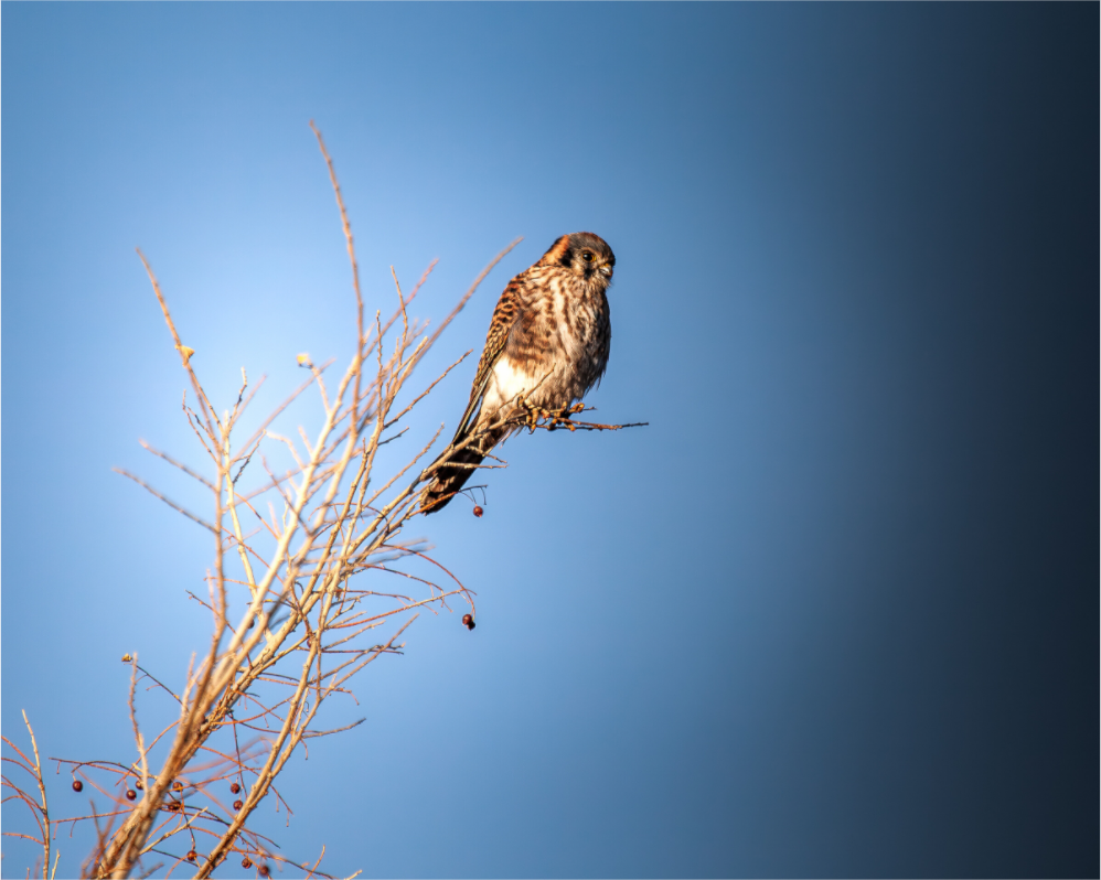 Main image Female American Kestrel Perched in Salt Lake City
