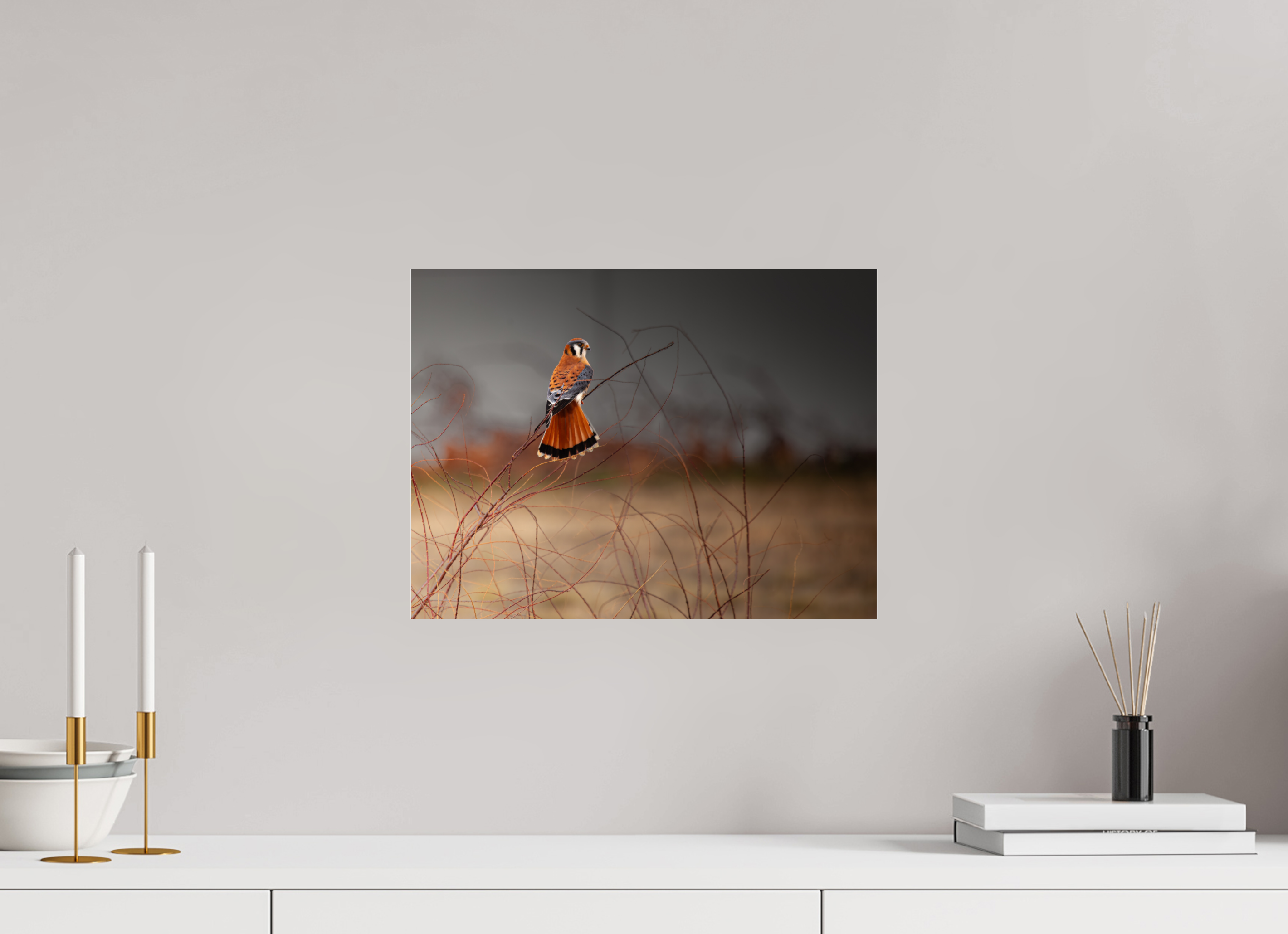 16 x 12″, Photo Print Under Acrylic Glass Red Tail Kestrel Falcon