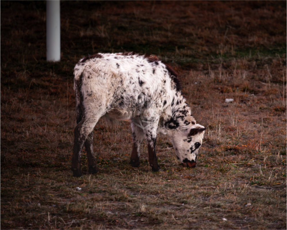 Main image Speckle Park Calf Grazing Salt Lake City Utah