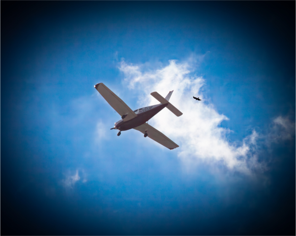 Main image Small Propeller Plane and Bird in Flight West Jordan