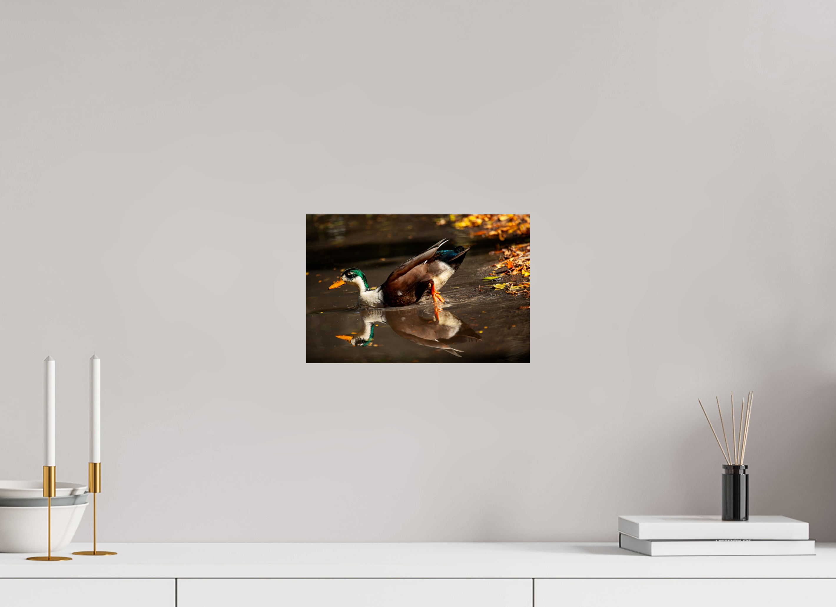 12 x 8″, Photo Print On Fuji Crystal DP II Mallard Duck Magic