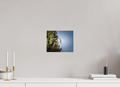 10 x 8″, Photo Print On Fuji Crystal DP II Single Pinecone Hanging on Evergreen Branch Salt Lake City