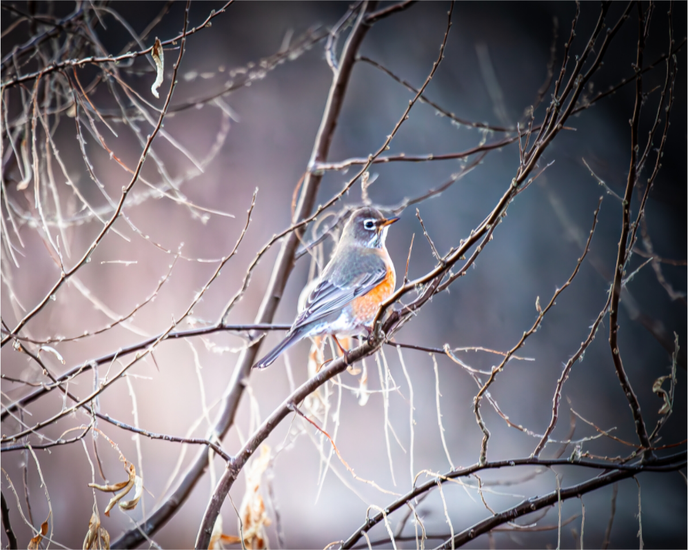 Main image American Robin Perched in Winter Branches Salt Lake City