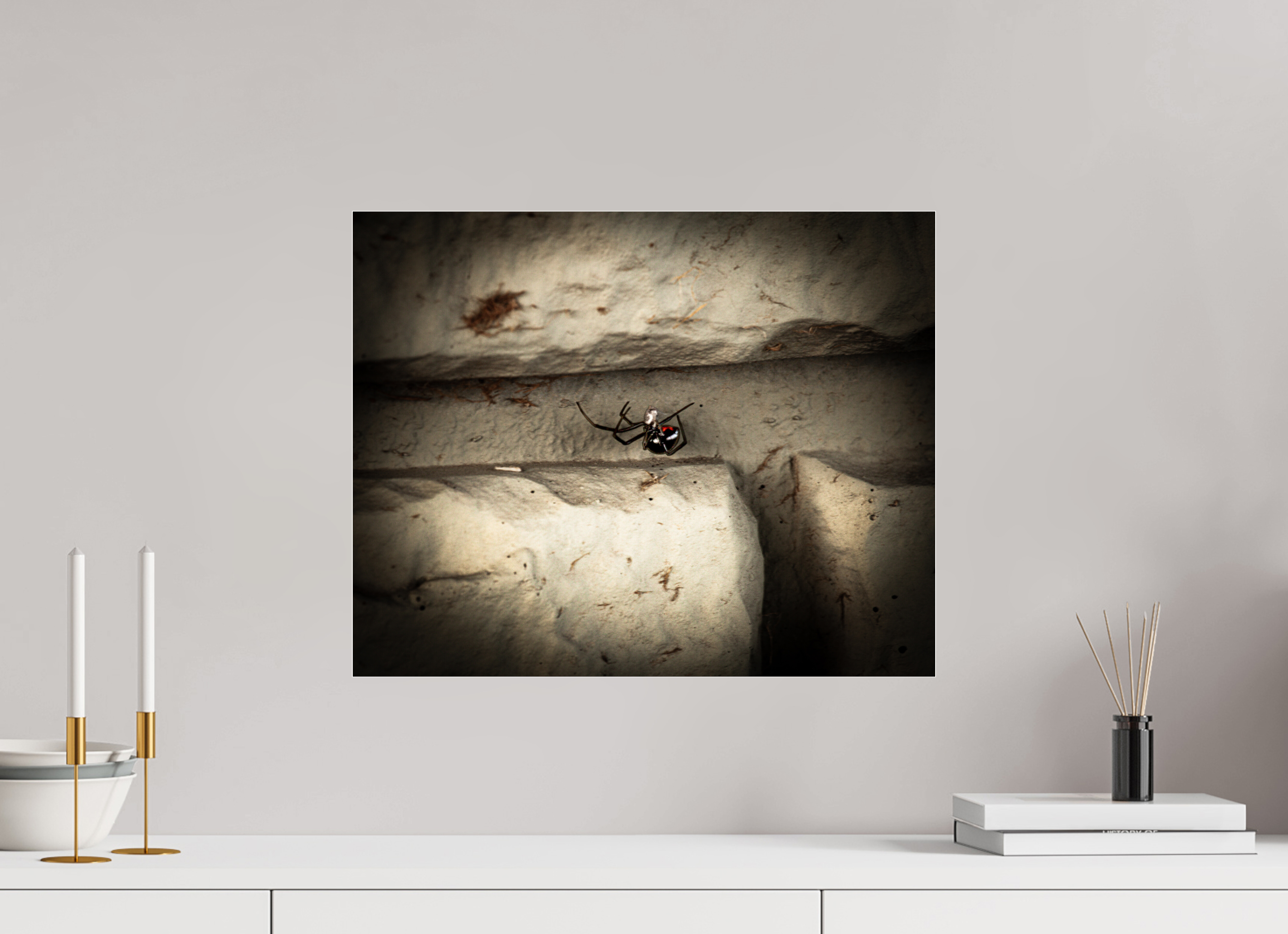 20 x 16″, Photo Print Under Acrylic Glass Black Widow Spider with Red Hourglass Salt Lake City Utah