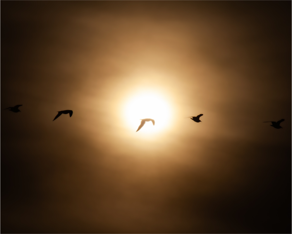 Main image Seagull Silhouettes at Sunset Salt Lake City