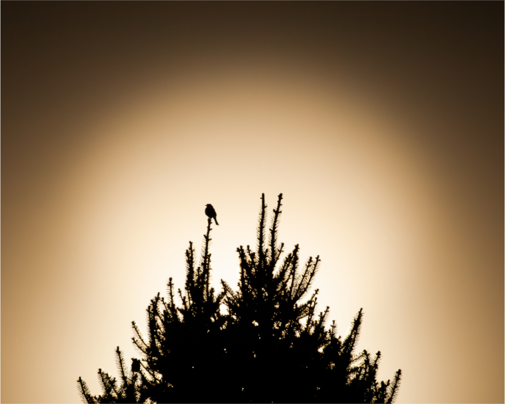 Main image Bird Silhouette on Evergreen Tree at Sunset Salt Lake City