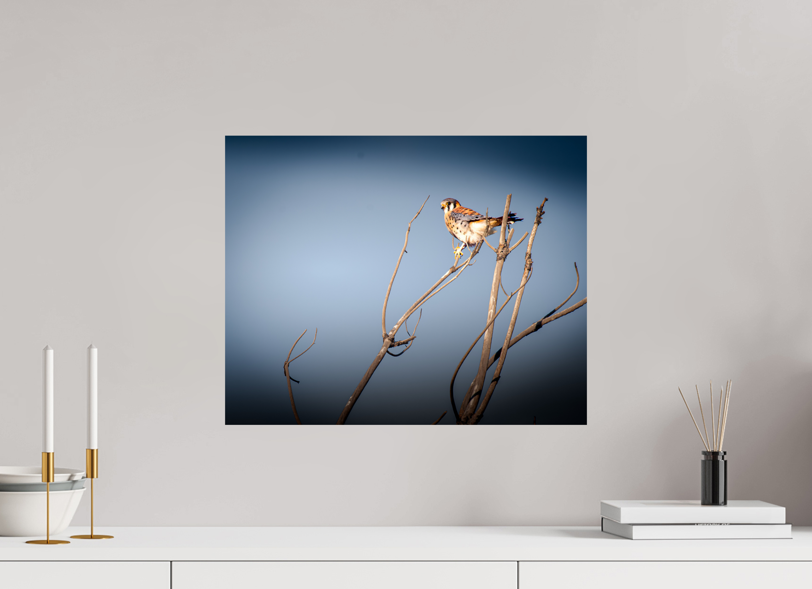 20 x 16″, Photo Print On Fuji Crystal DP II Male American Kestrel Perched in Salt Lake City Utah