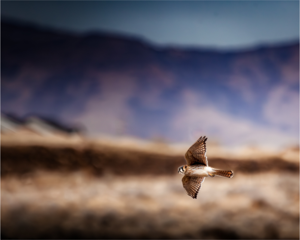 Main image American Kestrel in Flight Salt Lake City Utah Foothills