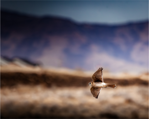Main image American Kestrel in Flight Salt Lake City Utah Foothills