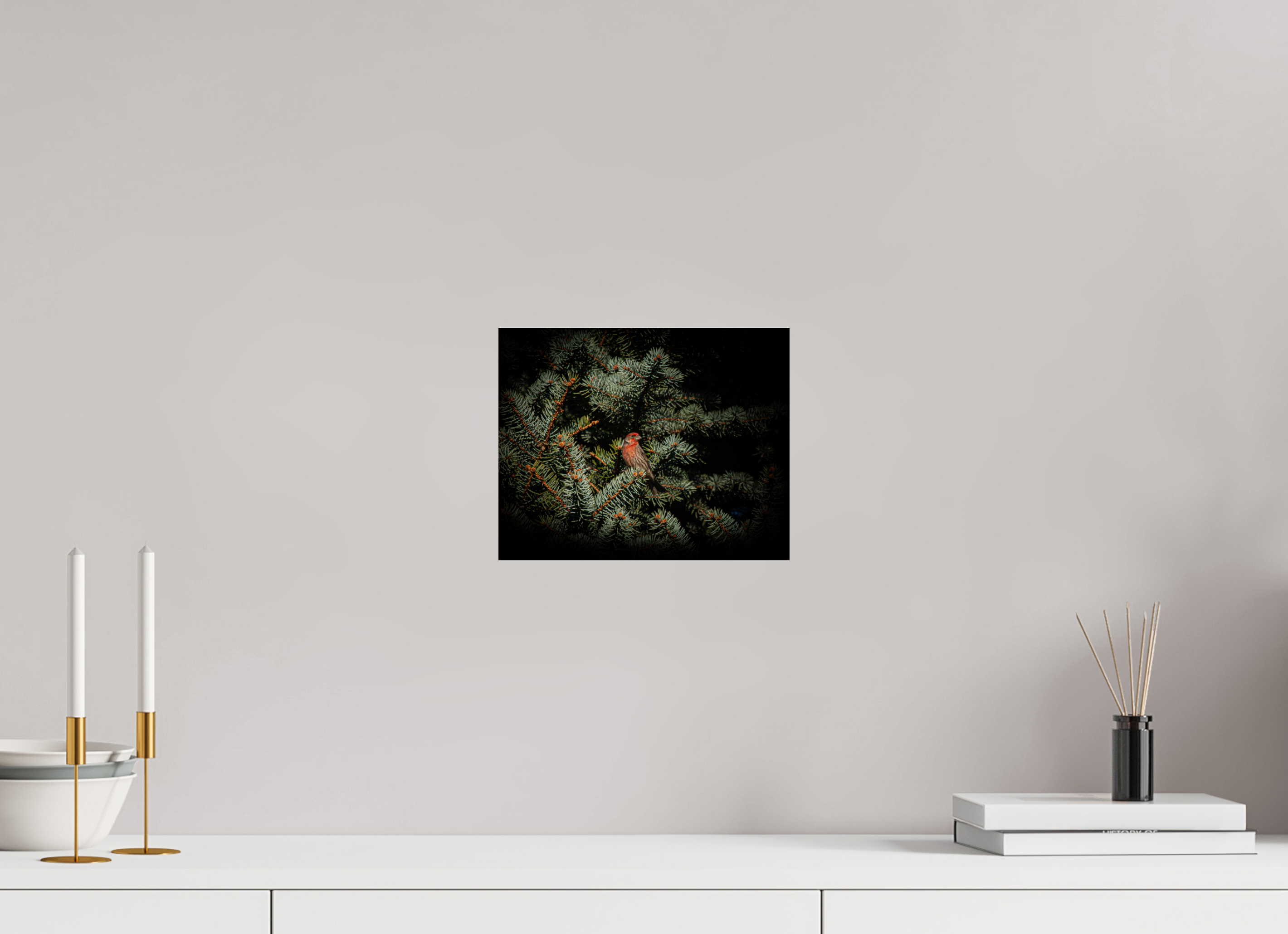 10 x 8″, Photo Print Under Acrylic Glass Male House Finch in Blue Spruce Salt Lake City Utah