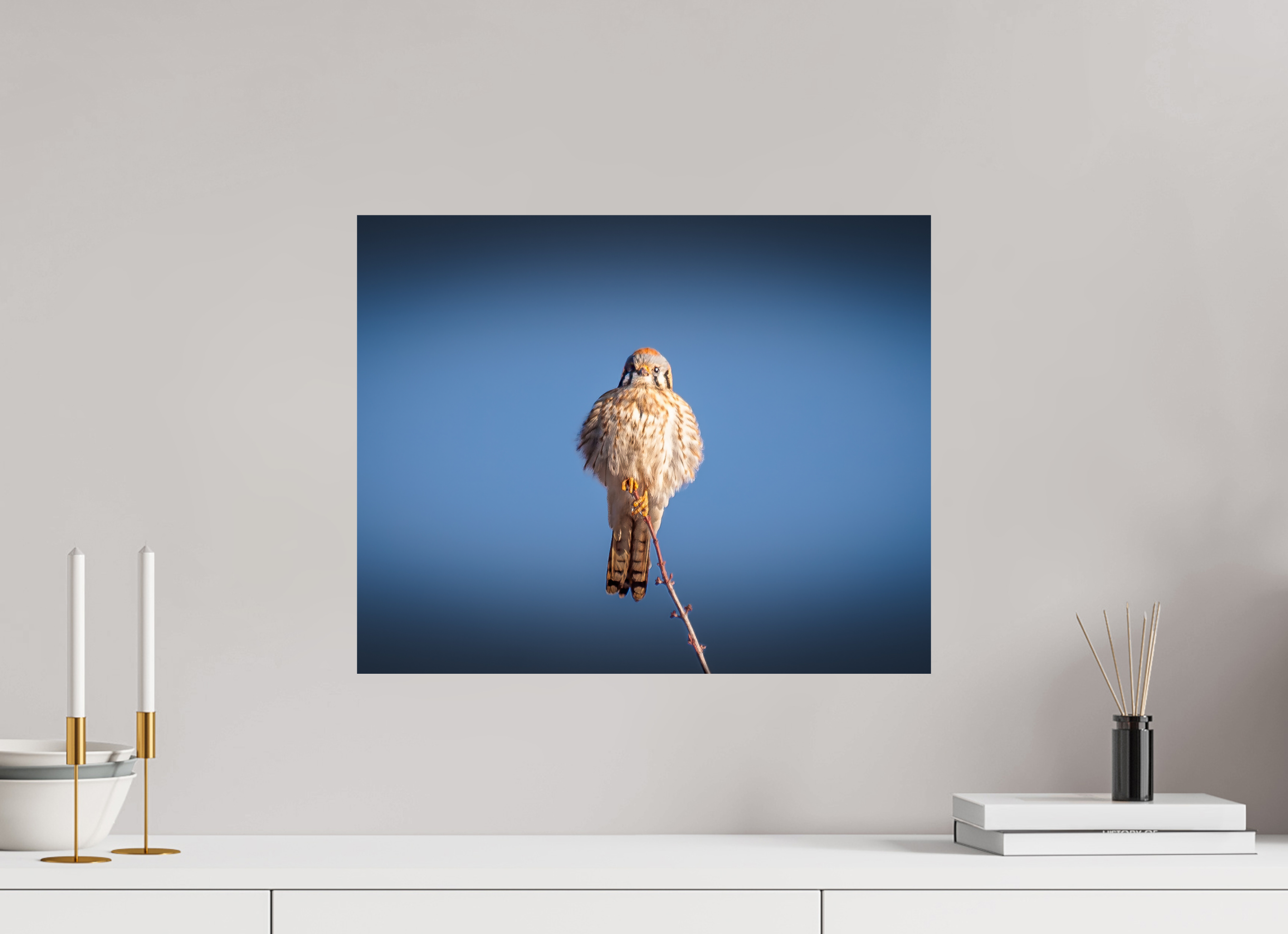 20 x 16″, Photo Print On Fuji Crystal DP II Fluffed Female American Kestrel Perched SLC