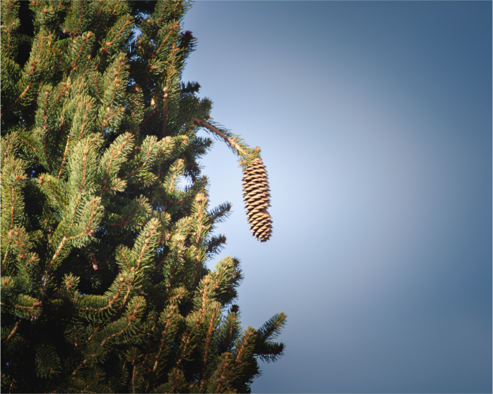 Main image Single Pinecone Hanging on Evergreen Branch Salt Lake City