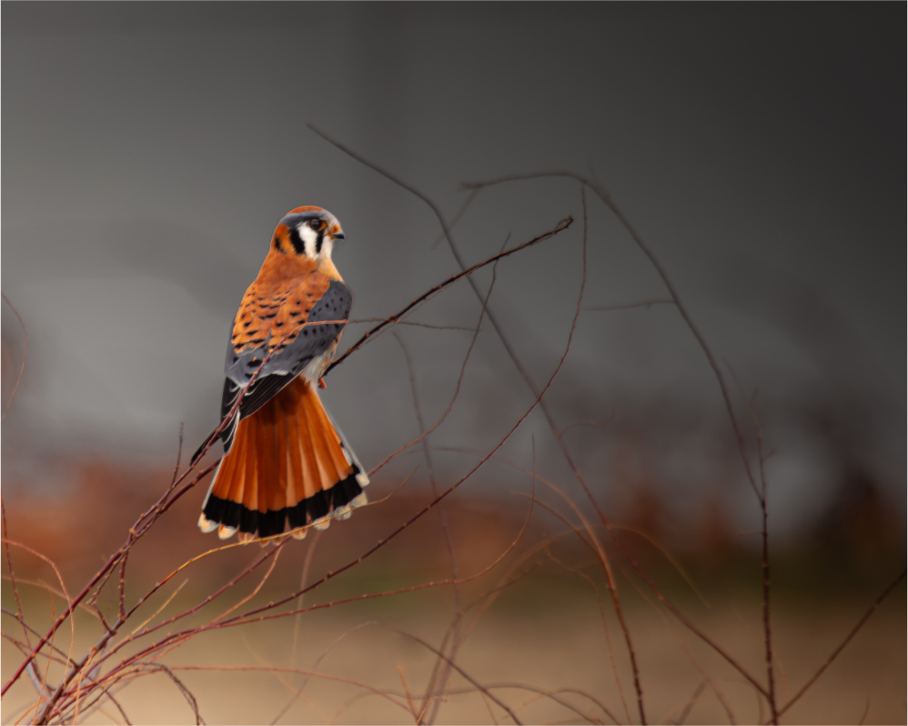 Main image A Red Tail Kestrel Falcon