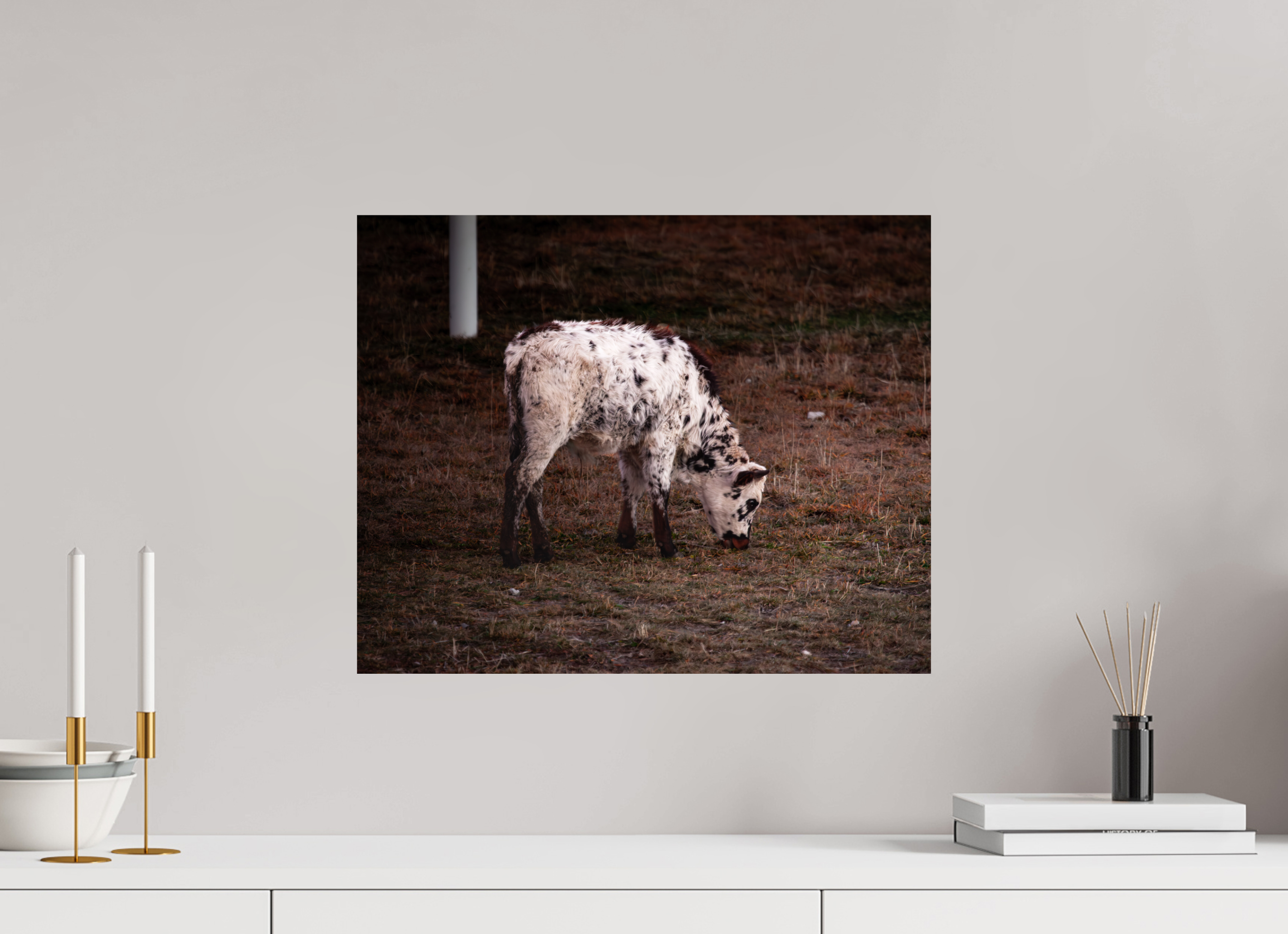 20 x 16″, Photo Print On Fuji Crystal DP II Speckle Park Calf Grazing Salt Lake City Utah