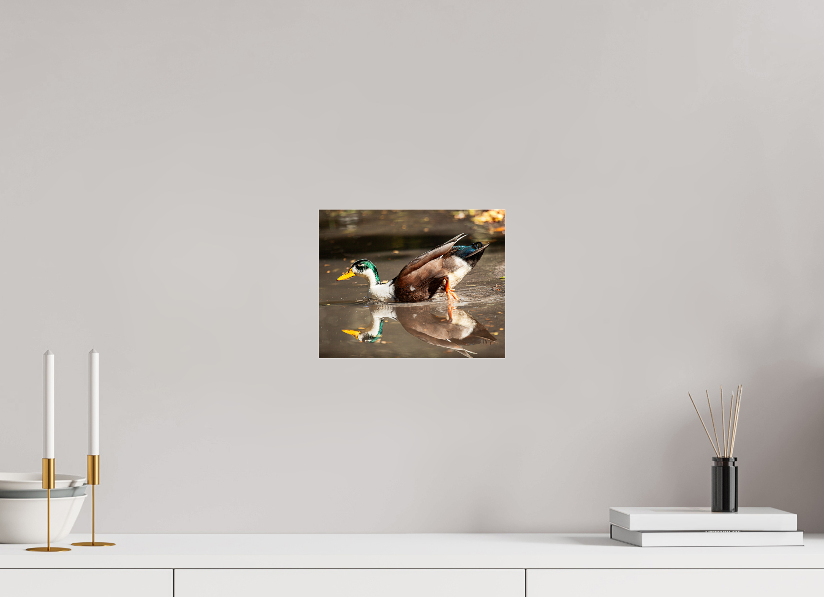 10 x 8″, Photo Print Under Acrylic Glass Mallard Duck Magic