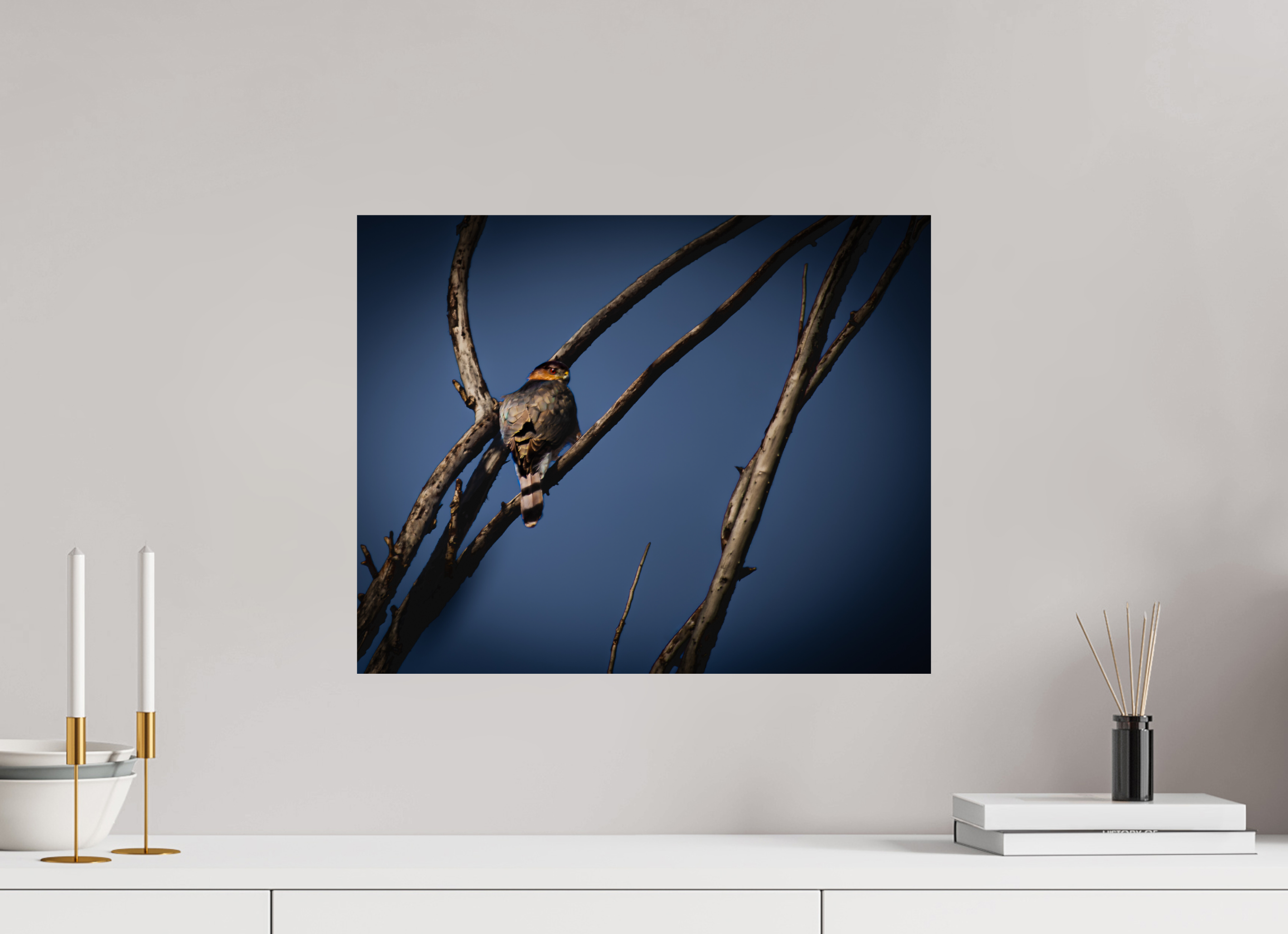 20 x 16″, Photo Print On Fuji Crystal DP II Adult Cooper's Hawk Perched on Bare Branch Salt Lake City
