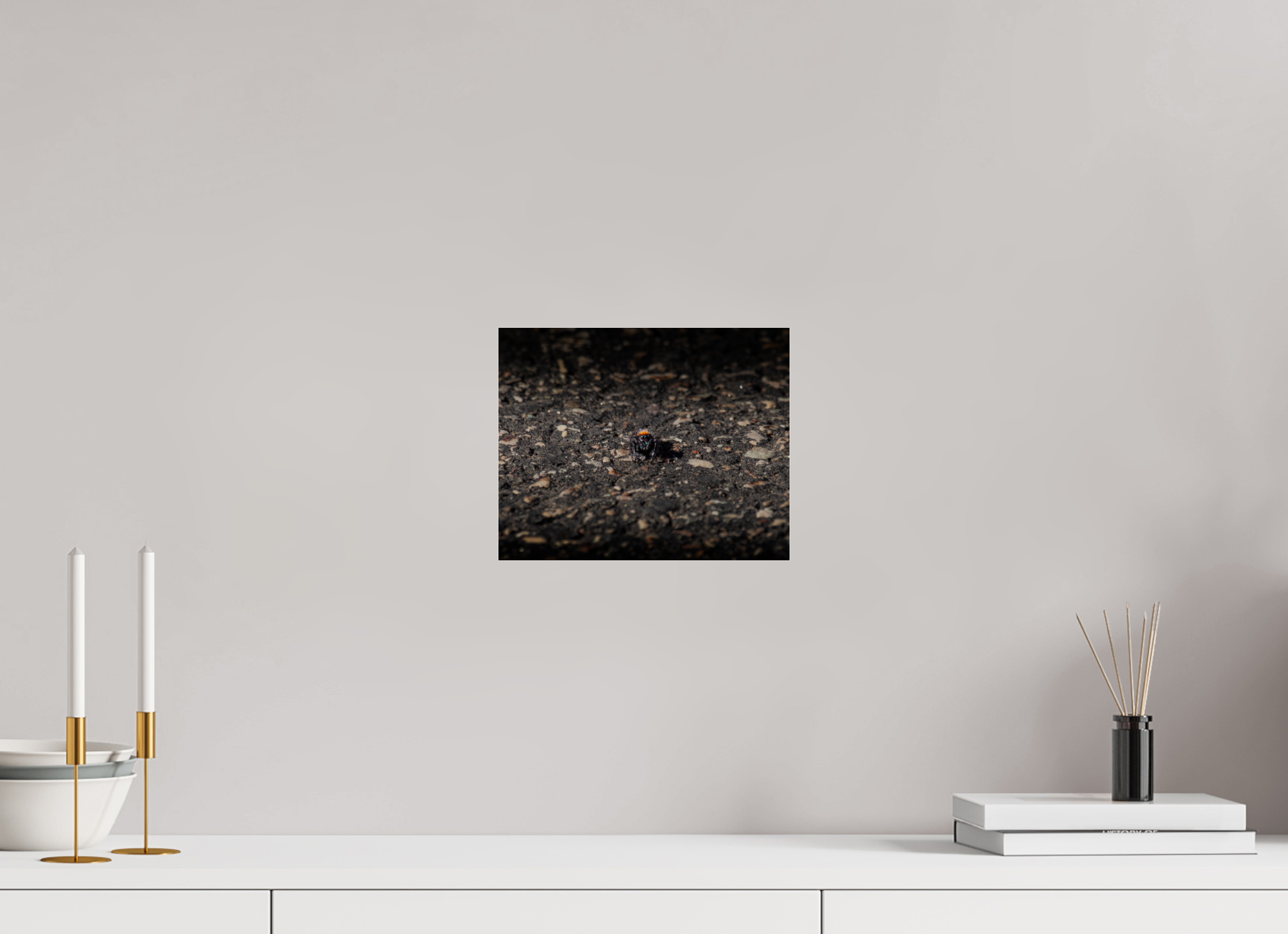 10 x 8″, Photo Print Under Acrylic Glass Jumping Spider Macro West Jordan Utah Phidippus Audax