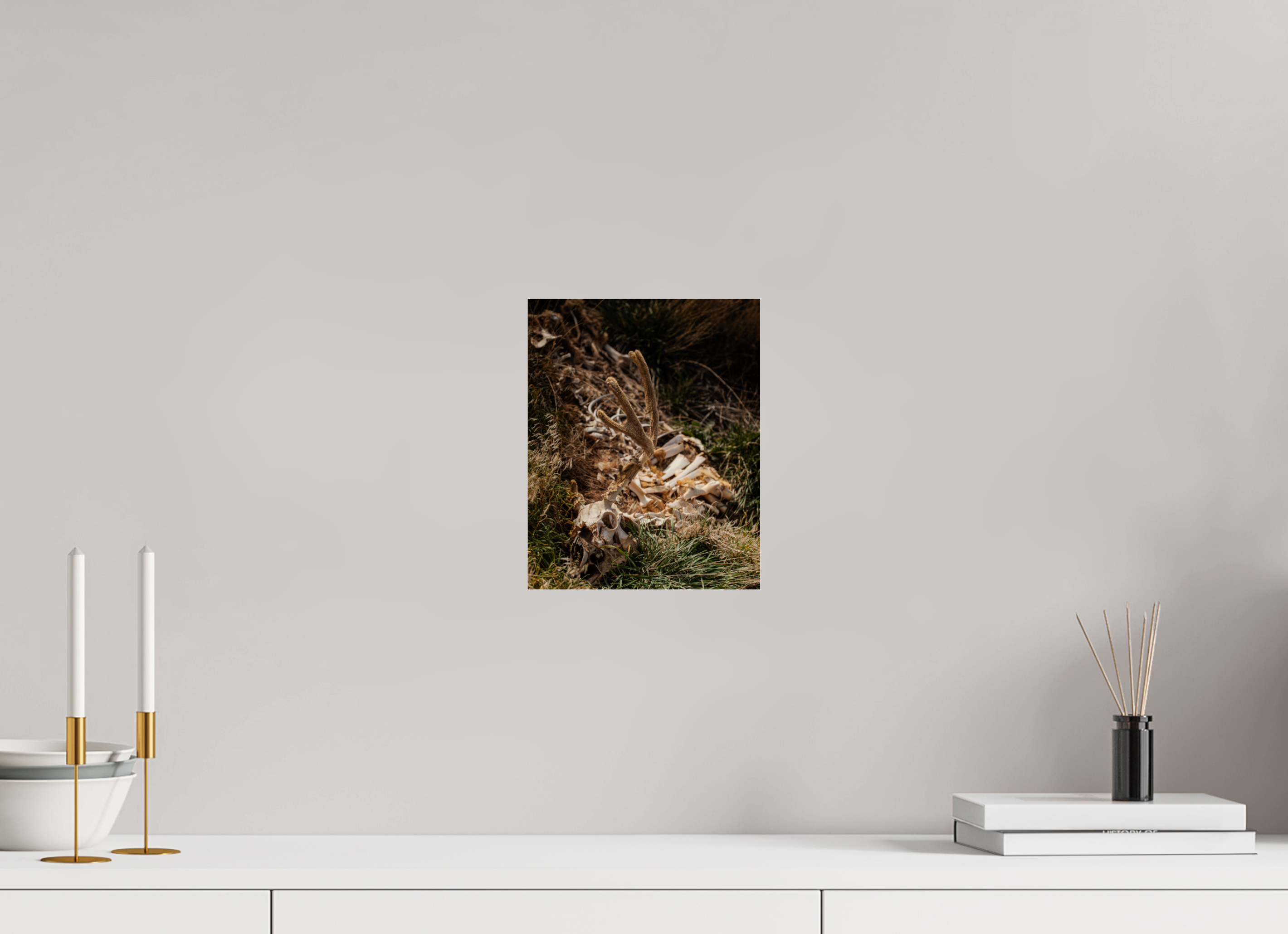 8 x 10″, Photo Print Under Acrylic Glass Mule Deer Carcass with Velvet Antlers Salt Lake City