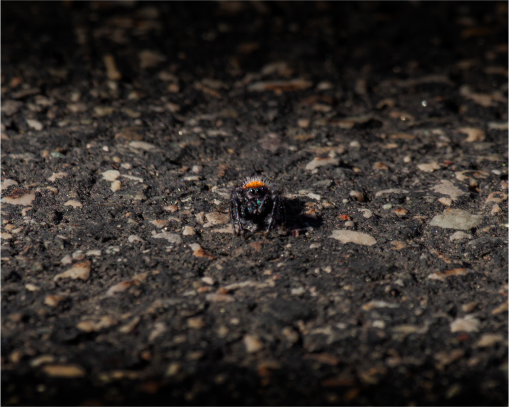 Main image Jumping Spider Macro West Jordan Utah Phidippus Audax