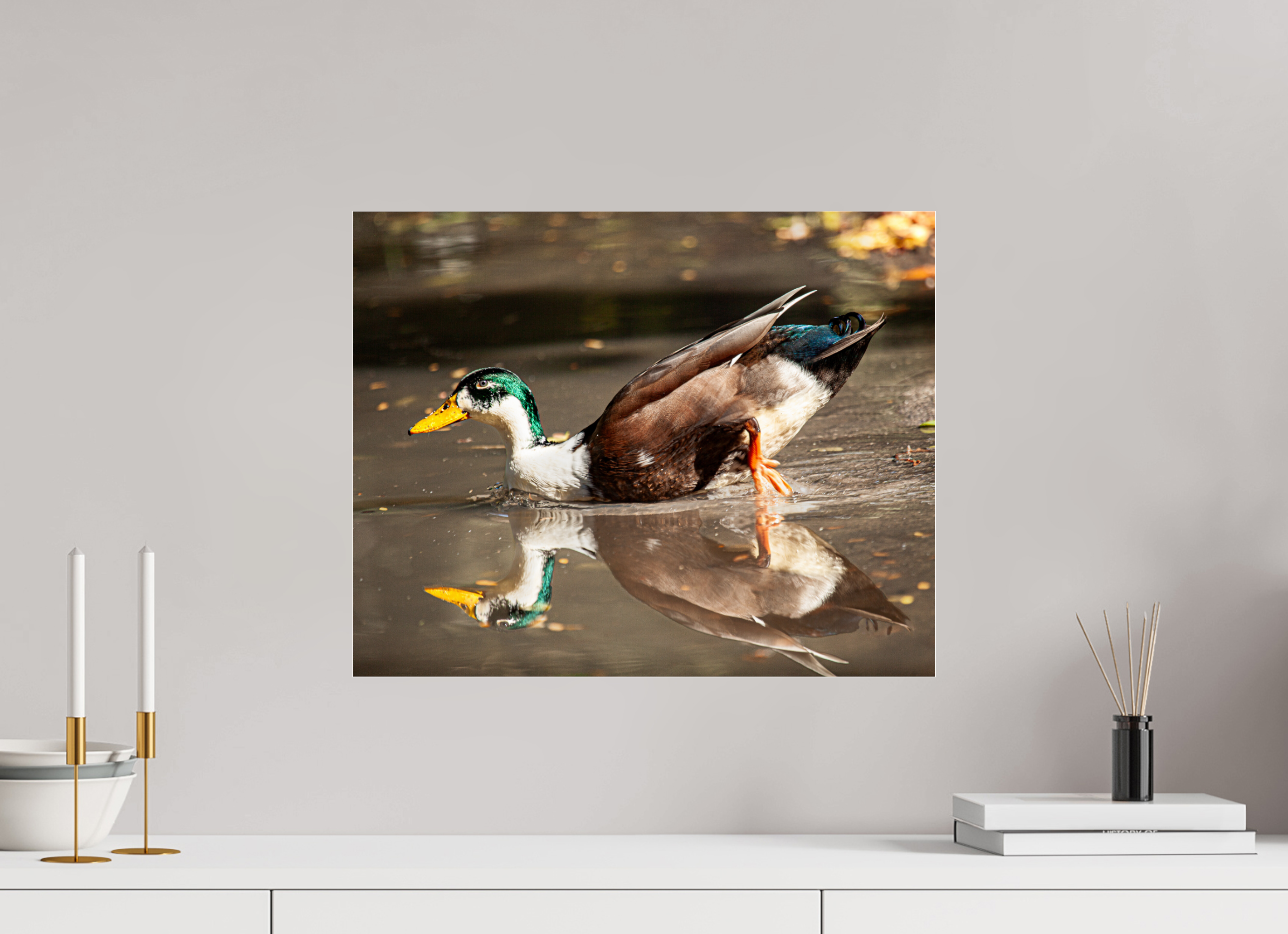 20 x 16″, Photo Print Under Acrylic Glass Mallard Duck Magic
