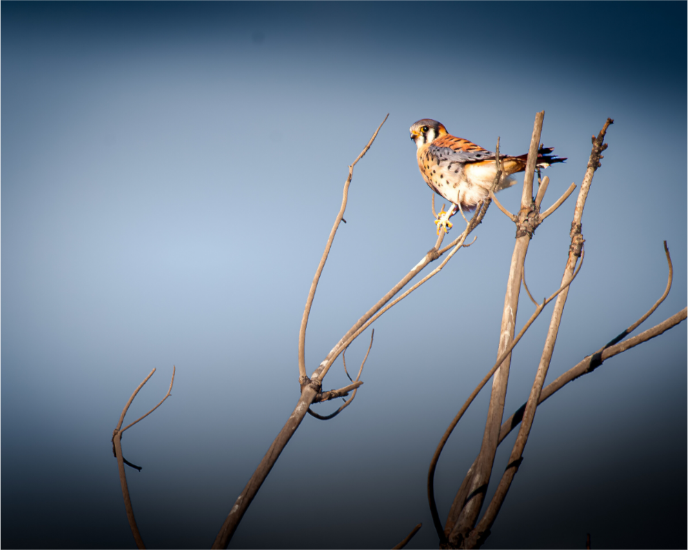 Main image Male American Kestrel Perched in Salt Lake City Utah