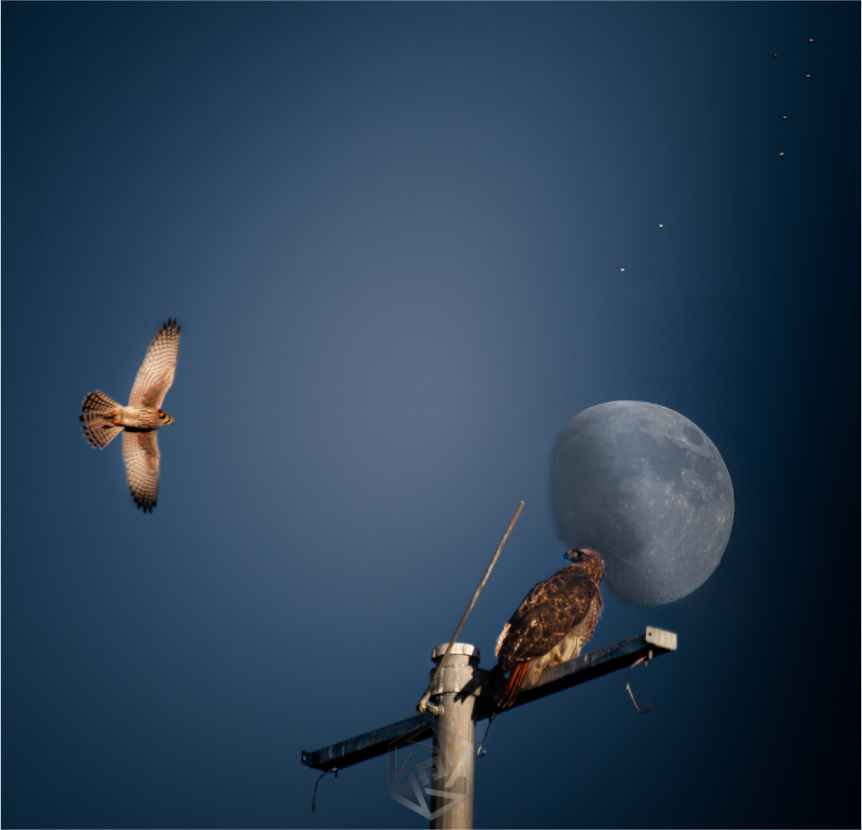 Main image Raptors and Giant Moon over Salt Lake City