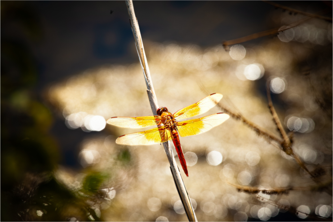 Main image Flame Skimmer Dragonfly Backlit Salt Lake City Utah