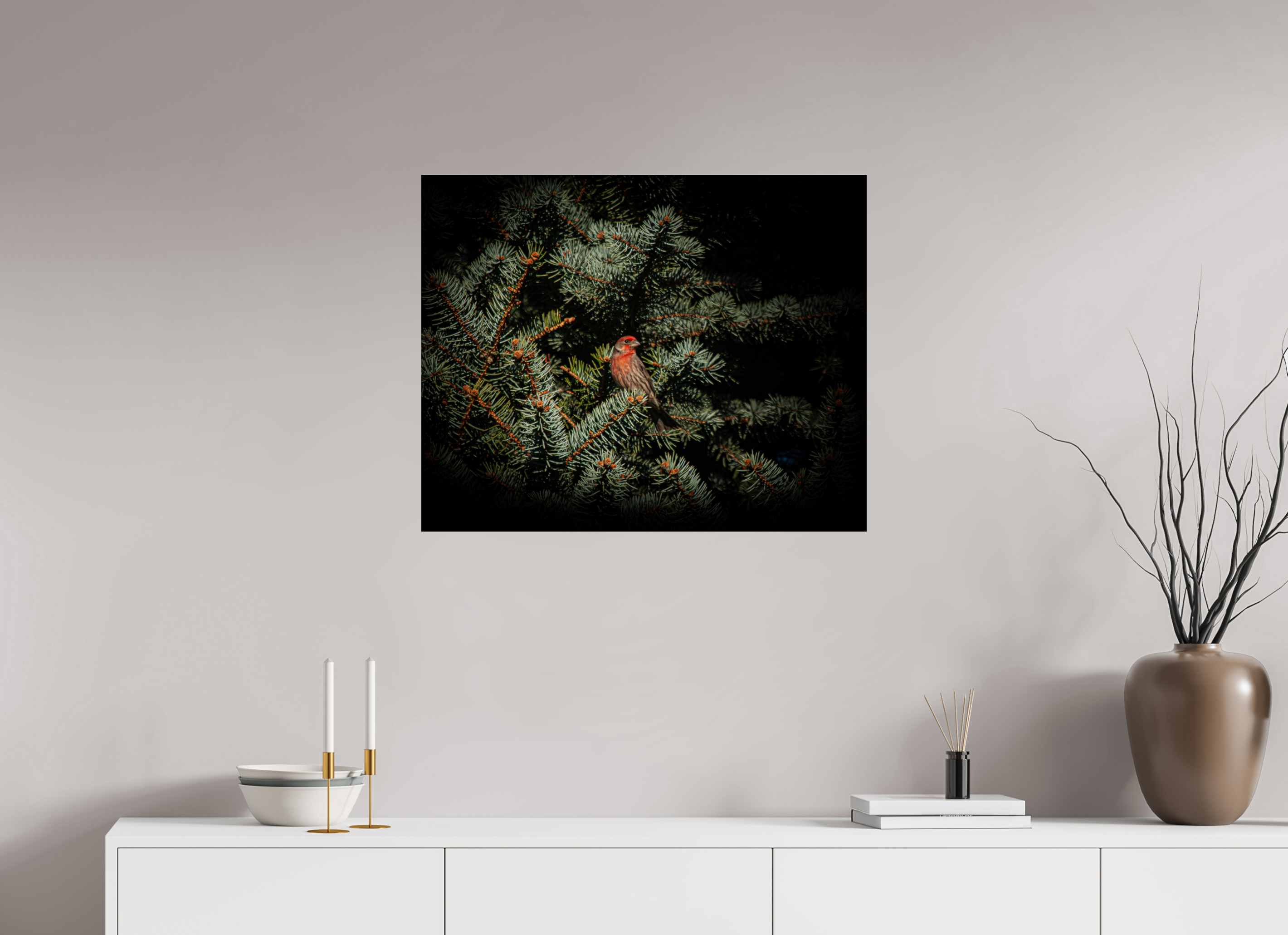 30 x 24″, Photo Print Under Acrylic Glass Male House Finch in Blue Spruce Salt Lake City Utah