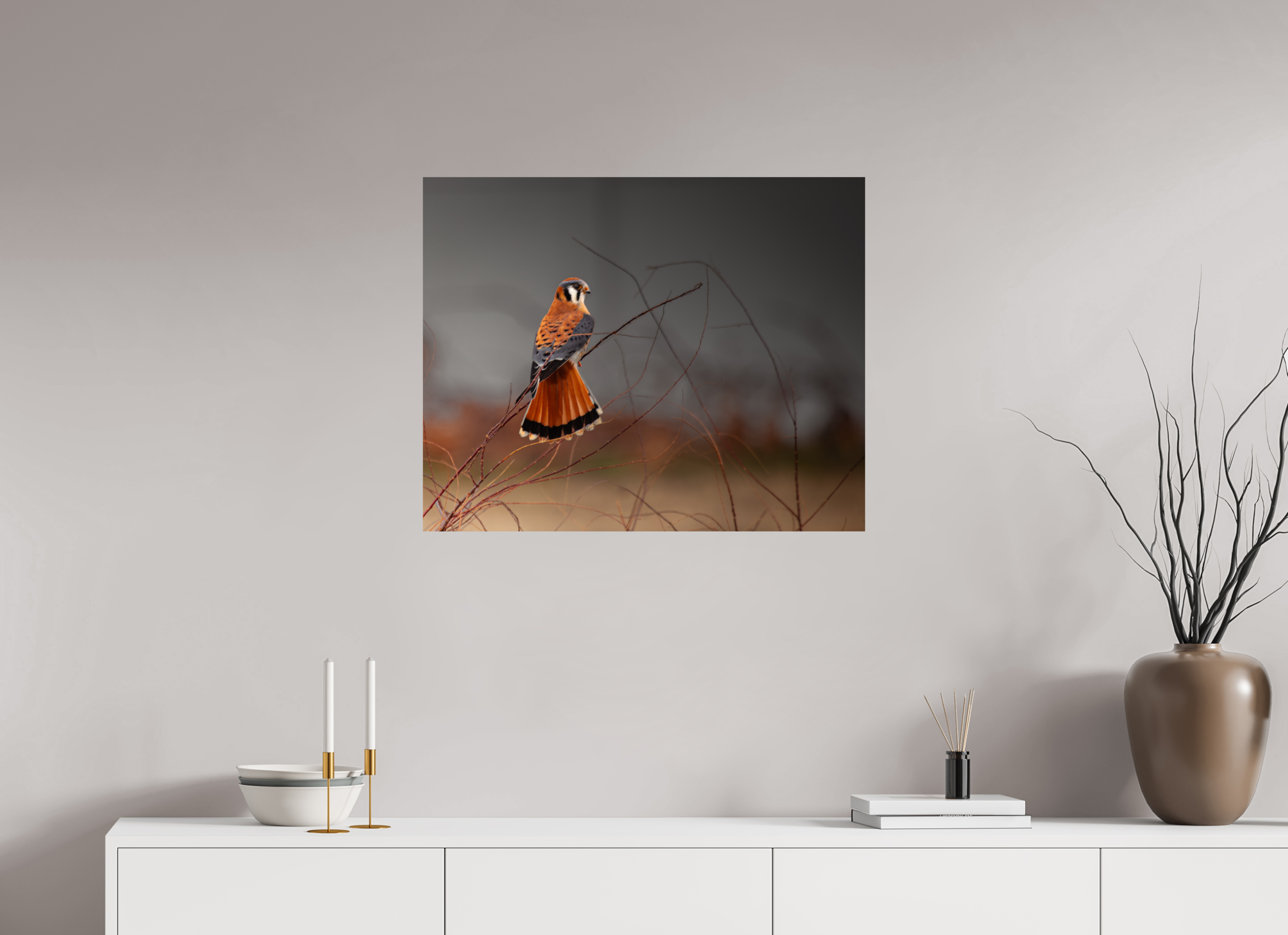 30 x 24″, Photo Print On Fuji Crystal DP II A Red Tail Kestrel Falcon