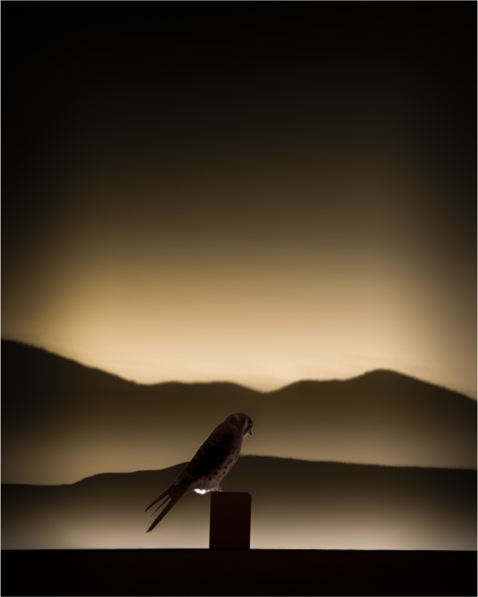 Main image American Kestrel Silhouette Sunset Mountain View Trail SLC