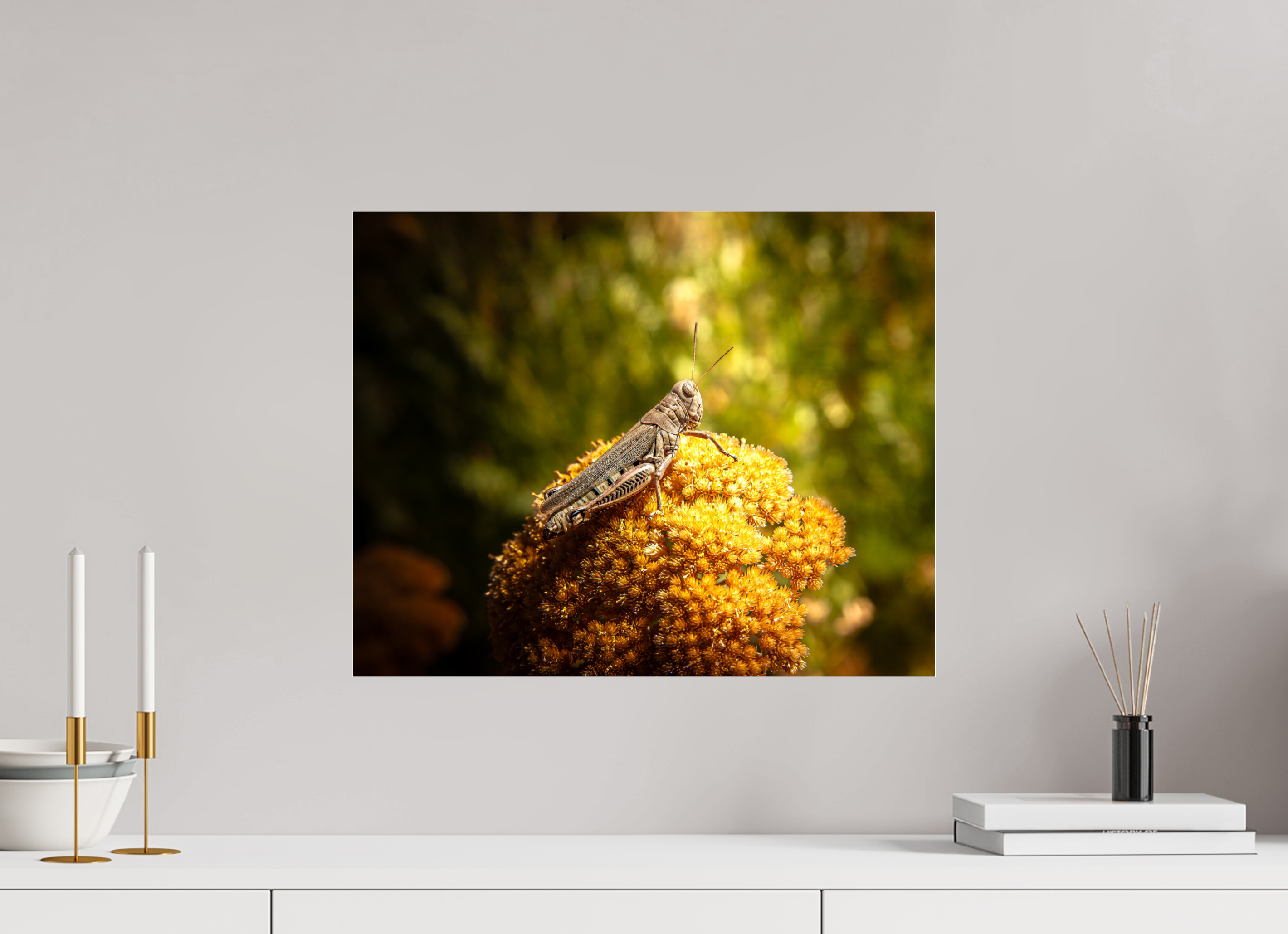 20 x 16″, Photo Print Under Acrylic Glass Differential Grasshopper on Golden Wildflower Salt Lake City