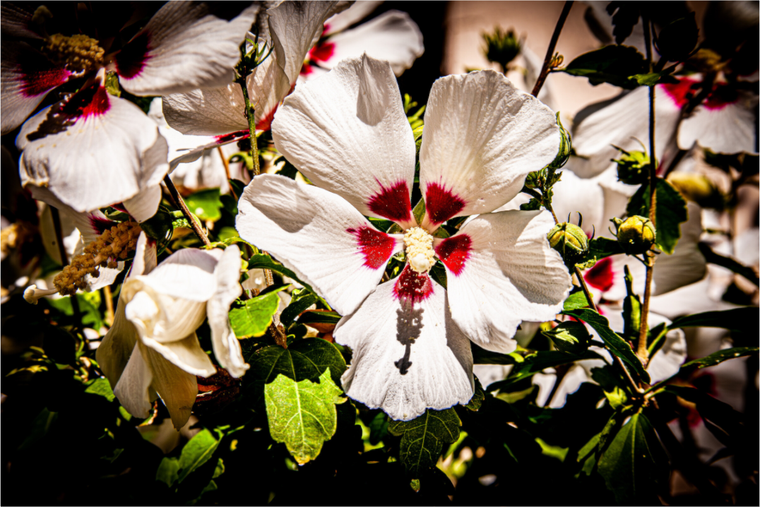 Main image White Rose of Sharon Hibiscus Salt Lake City