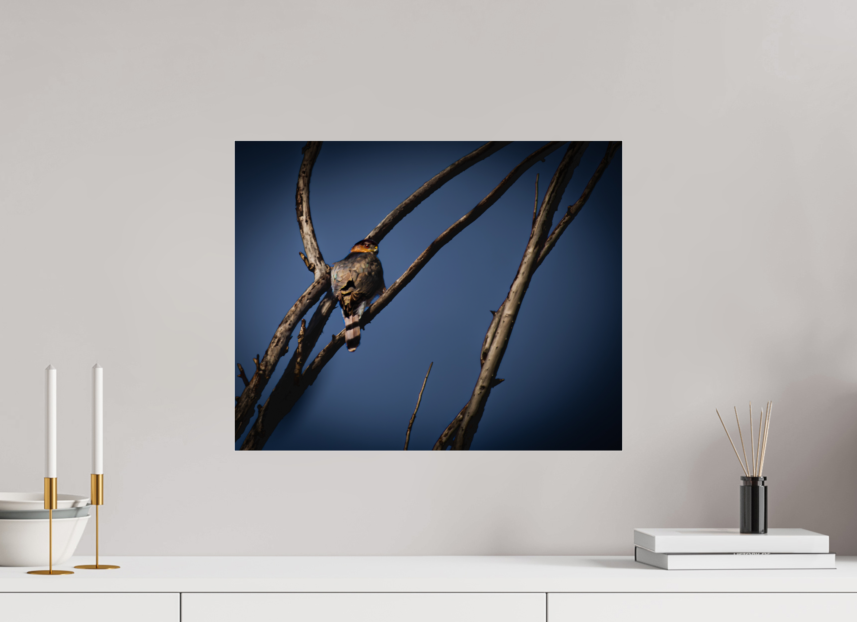 20 x 16″, Photo Print Under Acrylic Glass Adult Cooper's Hawk Perched on Bare Branch Salt Lake City