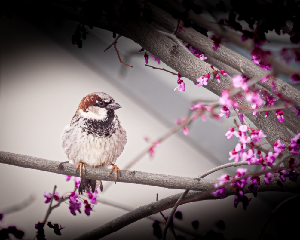Main image House Sparrow on Spring Redbud Branch Salt Lake City