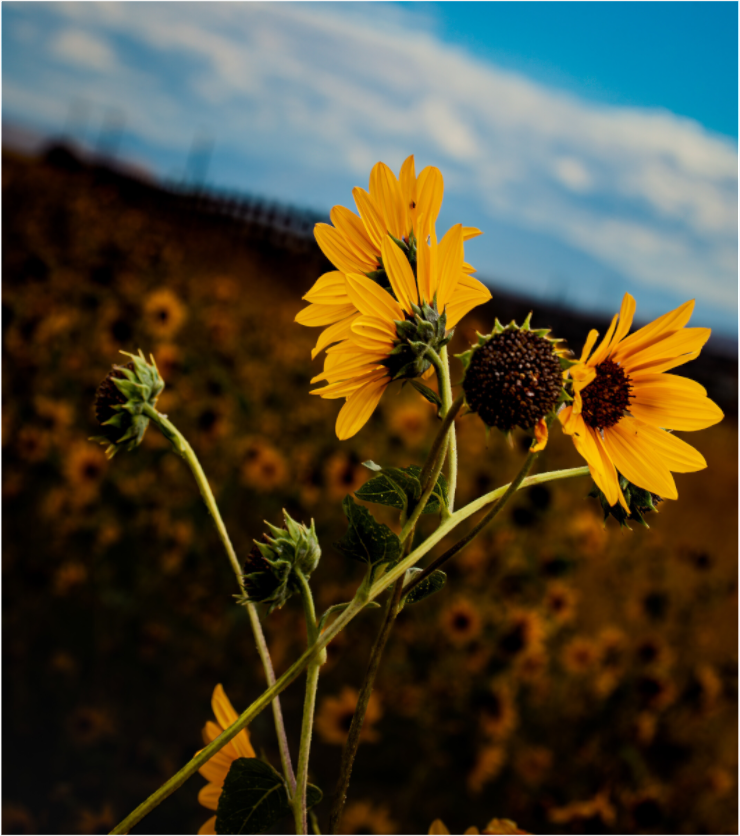 Main image Wild Sunflowers