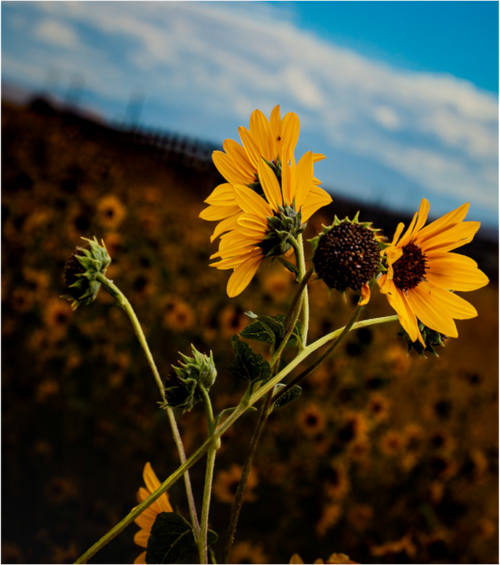 Main image Wild Sunflowers