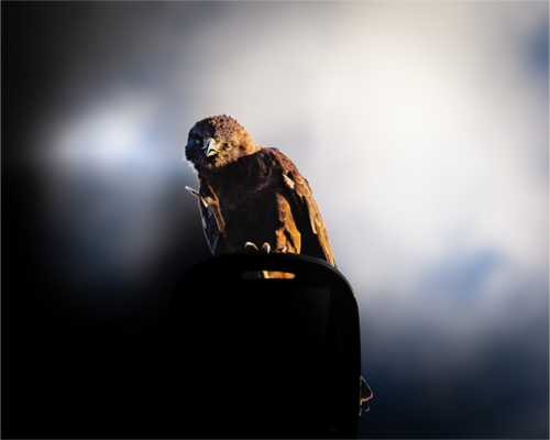 Main image Majestic Dark Hawk Perched on an Urban Street Light at Golden Hour