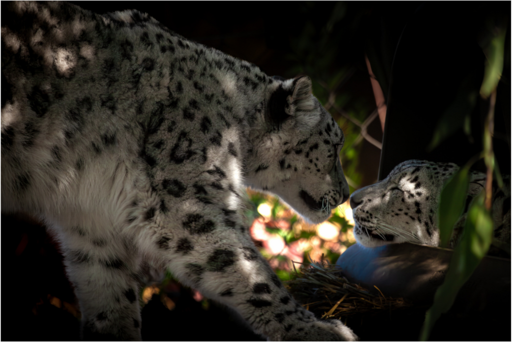Main image Snow Leopards